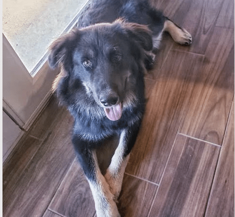 Black/light brown 2 yr old German Shepherd mix available for adoption at Marley's Mutts in CA